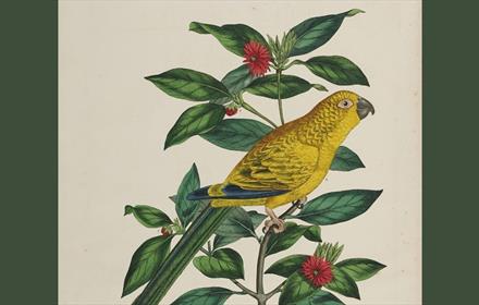 Illustration of a yellow bird with navy feather's perched on a hedge.