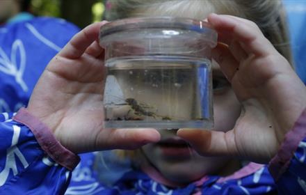 Bowlees Explorer, child under 5 at Bowlees Visitor Centre looking at a river insect in a glass jar