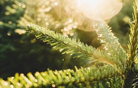 Christmas tree branches close up