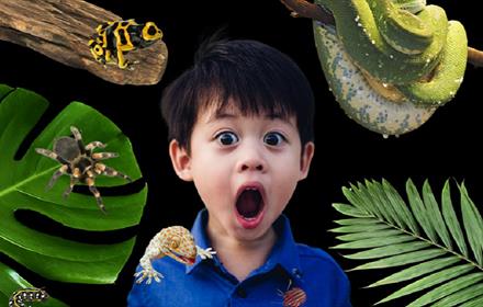 A small boy surrounded by creatures, snake, spider, frog