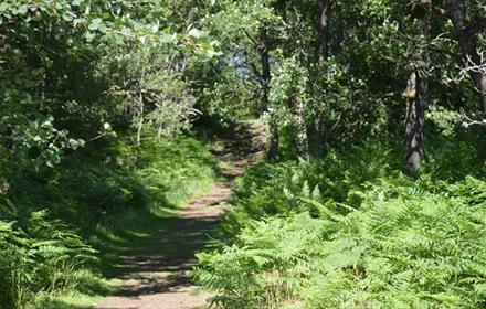 A woodland path with ferns and trees