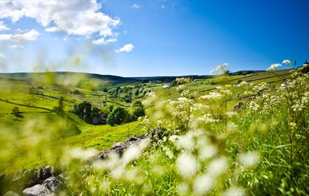 A field in the Durham Dales showing flowers