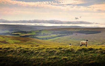 Sheep in a field