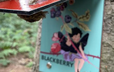 Fairy Quiz at Broom House Forest Adventure
