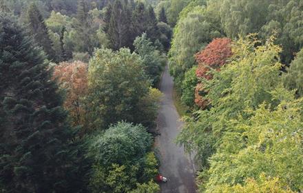 Walking at Hamsterley Forest