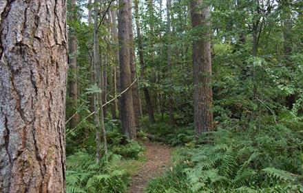 A track through the trees