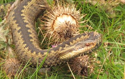 An Adder