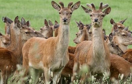 A herd of Deer at Raby Castle, Park and Gardens, County Durham