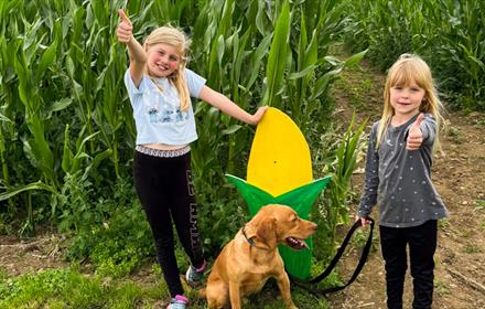 Children exploring the Maize Maze at Thorpe Farm Centre