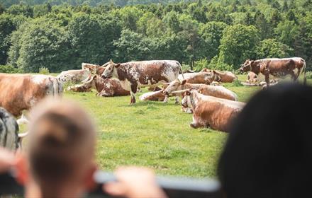 Open Farm Sunday at Raby Castle, Park and Gardens.  A field of cows with trees in the background