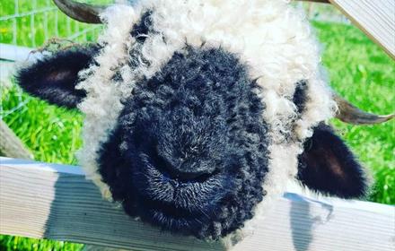 A sheep with a black woolly nose popping its head through a fence