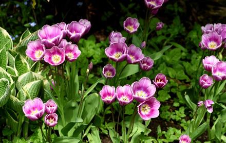 Photo of spring flowers