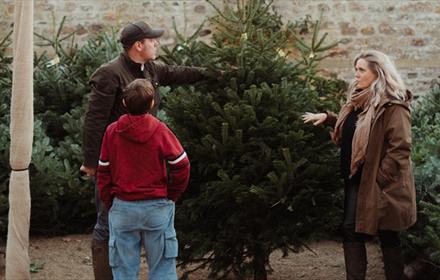 Two men and a woman looking at one of the Christmas Trees for sale at Raby Castle