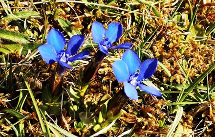Close up image of Spring Gentians