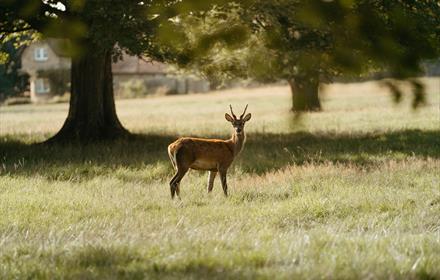 Deer Park Raby Castle