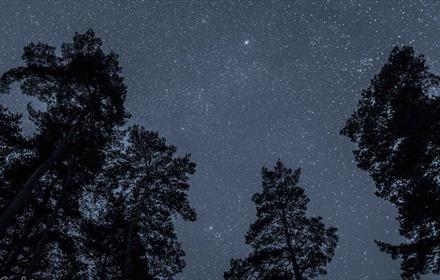 Trees under a starry sky