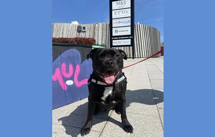 Small black dog at Dalton Park Outlet & Outdoors.