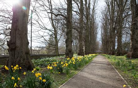 Daffodils along a tree-lined path at The Bowes Museum