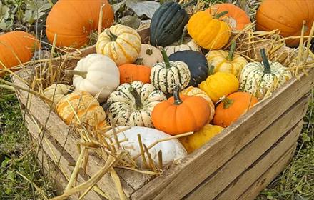 Batch of pumpkins at East Grange Farm