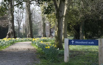 Woodland Walk at The Bowes Museum, with yellow daffodils lining the path.