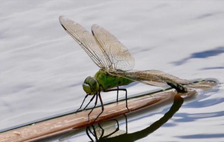 Close up of a dragonfly on a twig in water.