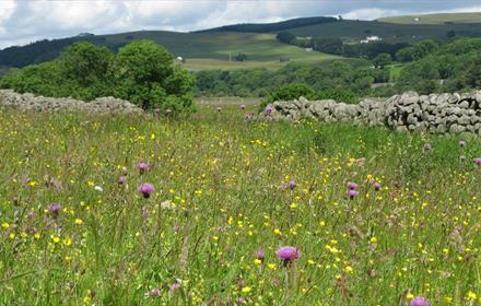 Beautiful flowers in a meadow, with rolling hills in the background.