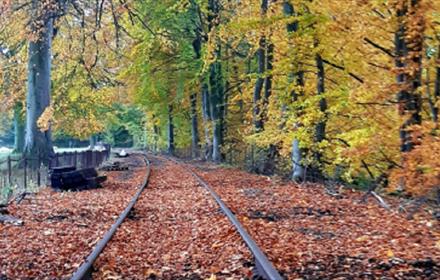 Autumnal image of Weardale Railway surrounded by trees showing leaves coloured orange, red and gold. 
