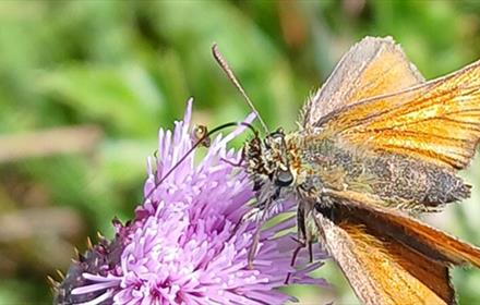 A moth on a flower.