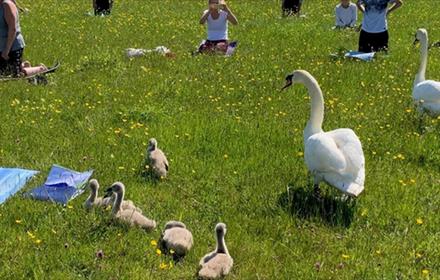 People enjoying wild yoga at Rainton Meadows Nature Reserve, surrounded swans and cygnets.
