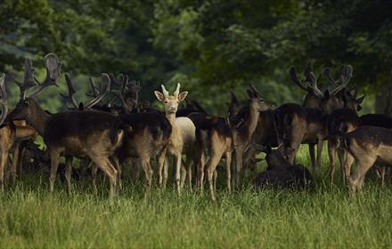 Deer in the park Jake Eastham