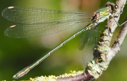 Willow Emerald Damselfly