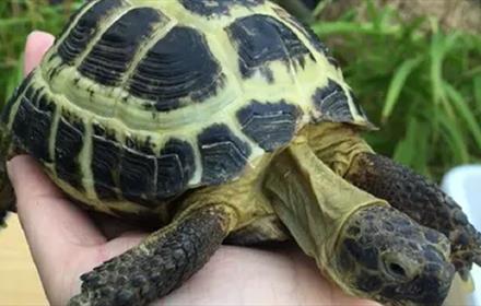 Someone holding a tortoise in their hand.