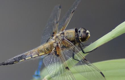 Close up of an insect on a blade of grass.