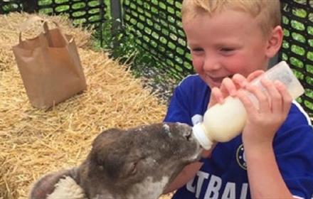 A child feeing a lamb milk at Hall Hill Farm