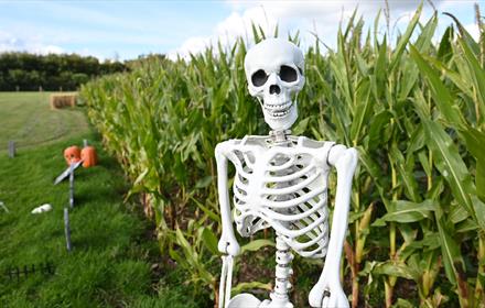 Skeleton in a field - Family Time Scare Night at Thorpe Farm Centre.
