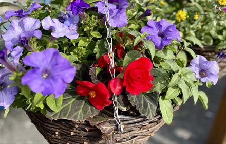 Colourful hanging basket at Lanchester Garden Centre
