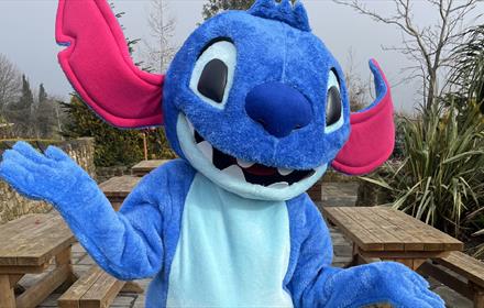 Stitch at Lanchester Garden Centre
