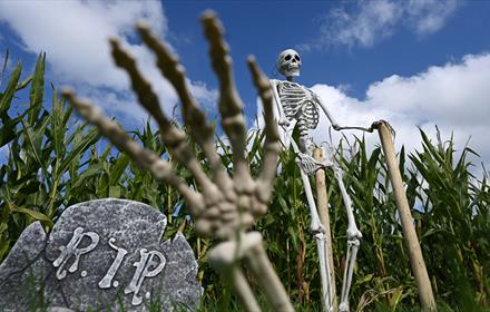 A skeleton at The Halloween Maize Maze at Thorpe Farm Centre.