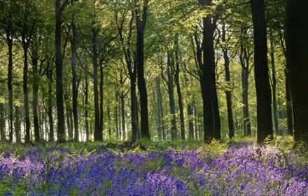 Bluebells in the woodland surrounding Raby Castle