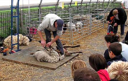 Sheep shearing demonstration at Hall Hill Farm