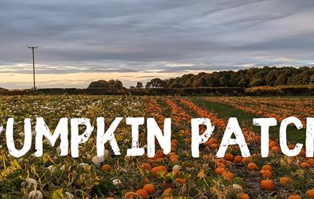 Pumpkin Patch East Grange Farm.