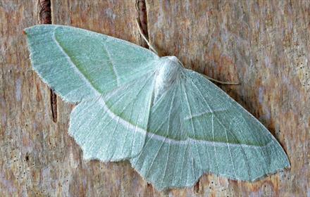 Large light green moth