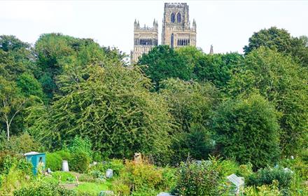 Looking across the allotments to Durham Cathedral