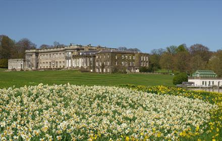 Wynyard Hall and grounds with daffodils in the foreground