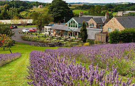 Black Horse Beamish Lavender