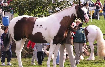 A horse at Bowes Show