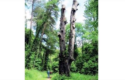 Castle Eden Dene - The Yew Tree Walk