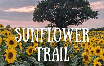 Image of a field of Sunflowers at East Grange Farm.