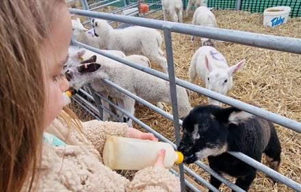 A child bottle feeding a new born lamb