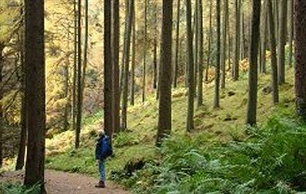 Hamsterley Forest Walk